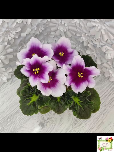 ЛФ-Посмотри в Глаза (Л. Федосеева) 2022 г. (стартер сорт)