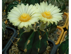 Astrophytum crassispinum cv. Taiho Japan (1219) - 10 семян