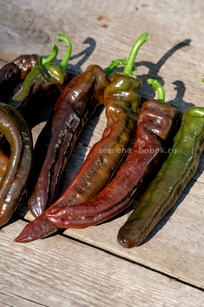 Перец сладкий Ramiro Chocolate (Рамиро Шоколадный), 10 шт