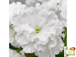 Свадебный Букет (К. Морев)