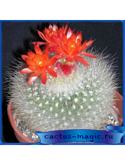 Brasilicactus haselbergii