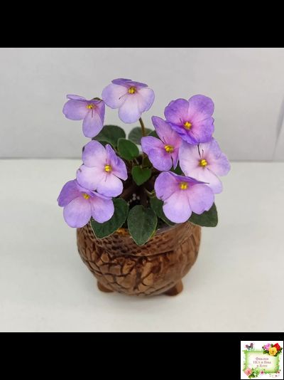 Frosted Fantasy спорт трейлер