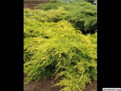Можжевельник средний Голд Стар с доставкой по Москве в питомнике красовский-сад.рф