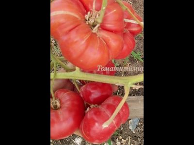 Томат Пандероза розовый Хендерсона (Henderson's Pink Ponderosa)