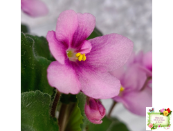 LV-Звезда в Ночи (Л. Шевелева) 2025 г. трейлер (клакамасный лонг)