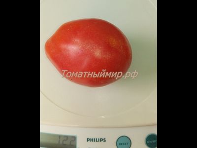 Томат Козула 141 (Kozula 141)