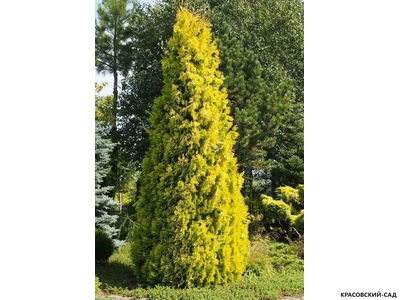 Туя Санкист - Sunkist