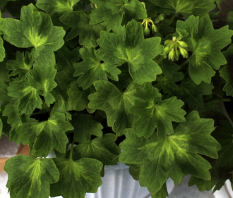 Butterfly  Brian West - пеларгония  звездчатая (стеллар) - описание, фото - купить черенок в Перми