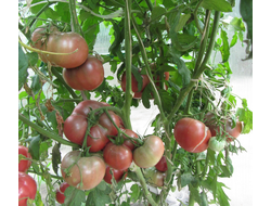 Томат Углерод (Carbon)