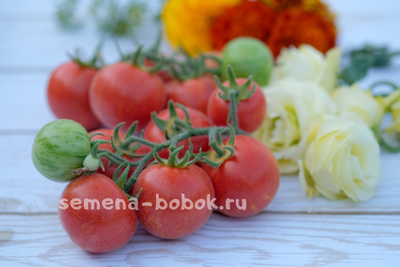 Томат Эльберта Персиковая  (Elberta Peach), 10 шт