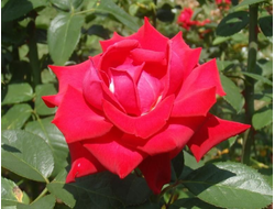 Гранд амор, Ч/Г, Kordes