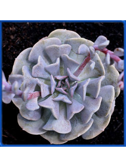 Echeveria runyonii 'Topsy Turvy'