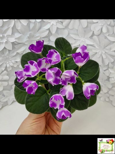 SimSim Magic Bells (Alex Mayer) (лист посажен 07.10.25)