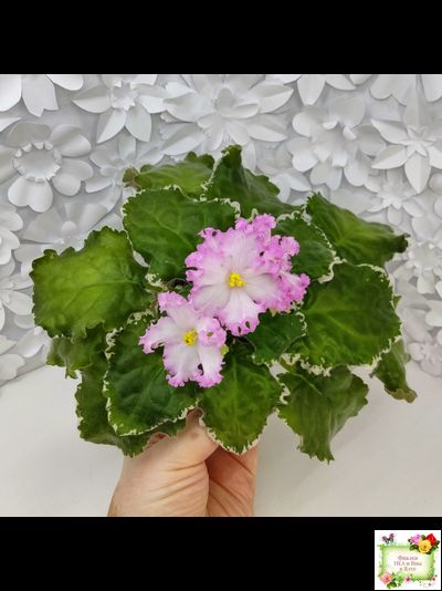 Nik-Обыкновенная Богиня (Н. Булко) 2023 г. (сортовая омоложенная розетка)