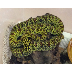Куфия Джердона (Protobothrops jerdonii)