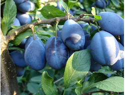 Красавица ЦГЛ (слива)