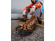 Ботинки Dr. Martens Barton Made In England Leopard