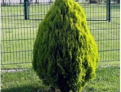 Туя западная Aurea Nana, C2