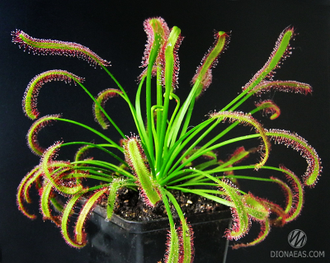 Drosera Capensis Rubra