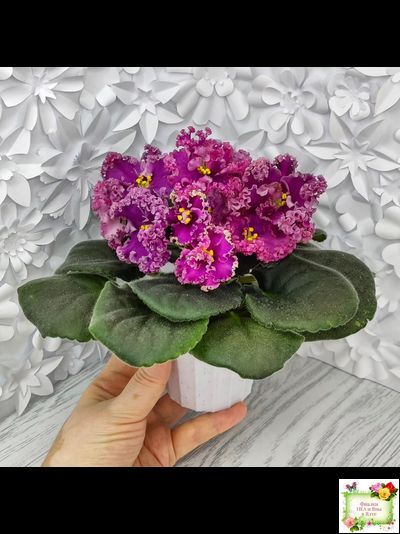 ЛФ-Дарья (Л.Федосеева) 2017 г. (пасынок укоренённый)