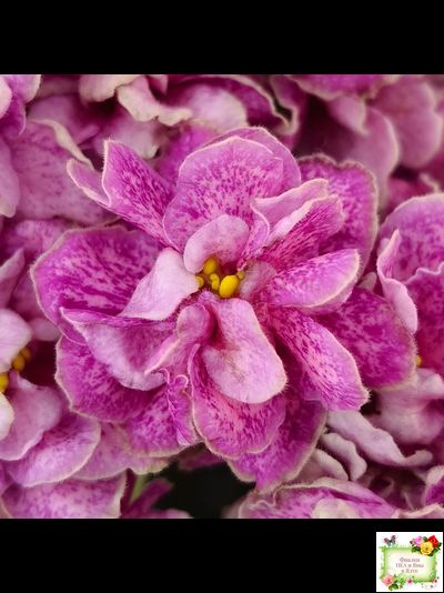 АВ-Шиповник (Фиалковод) 2021 г. (гёрл-листва)