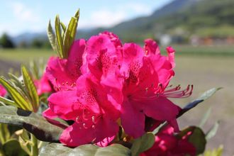 Нова Зембла рододендрон гибридный (Rhododendron hybrid (Nova Zembla)