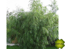 Ива "Шверина Улучшенная"