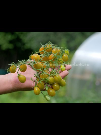 Томат Amber Keyes (Янтарные клавиши), 10 шт.