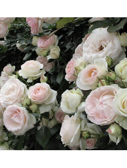 Пале Рояль (Palais Royal)