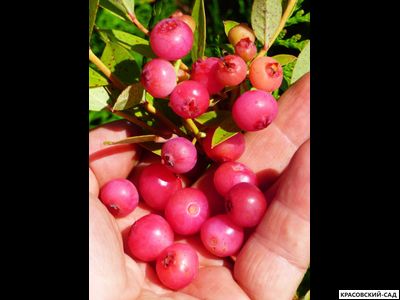 Голубика Пинк Лемонейд - Pink Lemonade