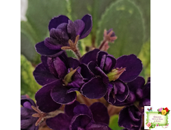 ЛЕ-Мия (Е.Лебецкая) 2018 г. (стартер)