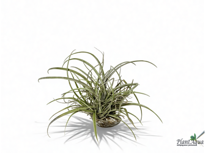 Тилландсия Capitata Domingensis