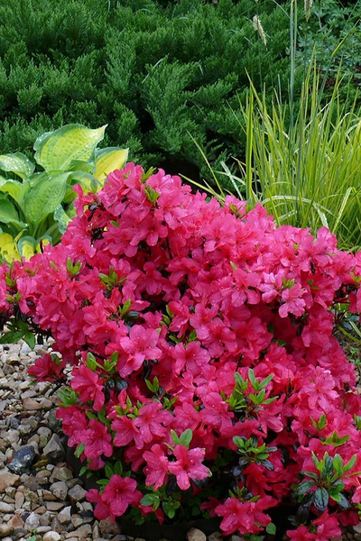 Рододендрон (Азалия) Maruschka