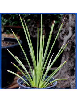 Agave stricta v. rubra