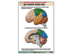 Рельефная таблица "Доли полушарий головного мозга" (формат А1, матовое ламинир.)