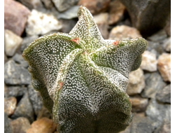 Astrophytum myriostigma v.strongylogonum (D=18mm H=35mm)