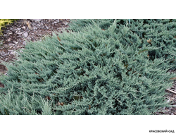 Можжевельник горизонтальный Блю Чип - Blue Chip