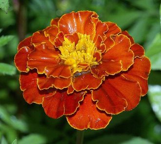 Гидролат Бархатцы прямостоячие Tagetes erecta (цветы) 100 мл