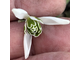 Galanthus "Richard Ayres"