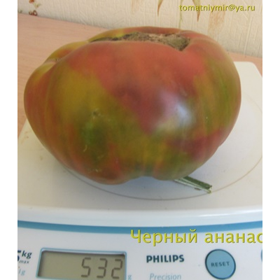 Томат Черный ананас, (Ananas Noire) США
