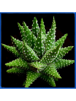 Haworthia