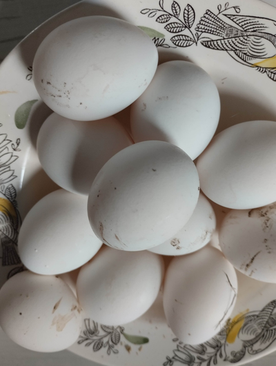 Яйцо молодых кур | ферма СытникЪ