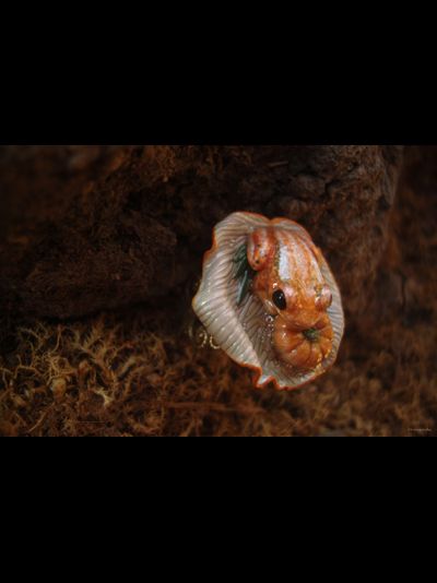 Кольцо с лягушкой "Принцесса Тыковка, наследница Урожайных Полей"