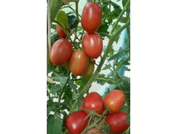 Томат Мархотская кисть (Мархотское гроно)