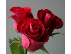 Магнум (Magnum), Ч/Г.