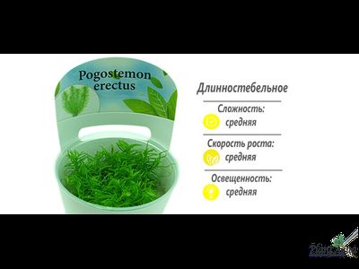 Погостемон эректус (меристемный)