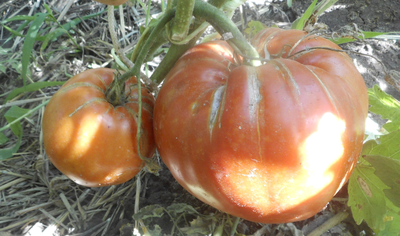 Томат Минусинский гигант