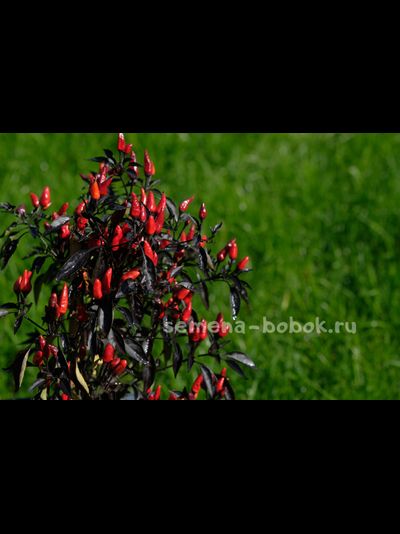 Перец острый  Explosive Ember, 10 шт