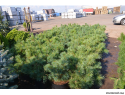 Сосна стланиковая Глаука кедровая - Pinus pumila glauca