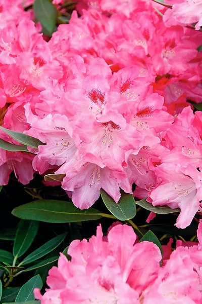 Рододендрон Sneezy